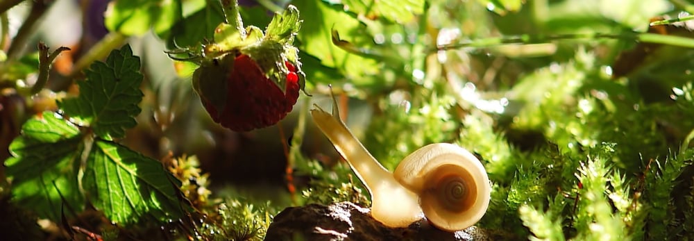 snail-reaching-for-strawberry-765601-edited.jpeg