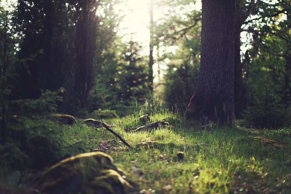 wood-nature-sunny-forest.jpeg