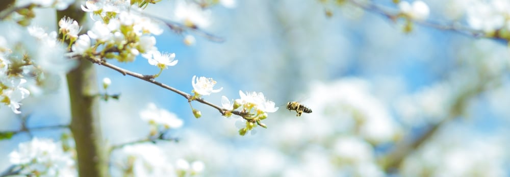 bee-flowering-tree-147799-edited.jpeg