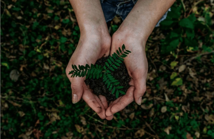 a pair of cupped hands holding a handful of earth and a seedling